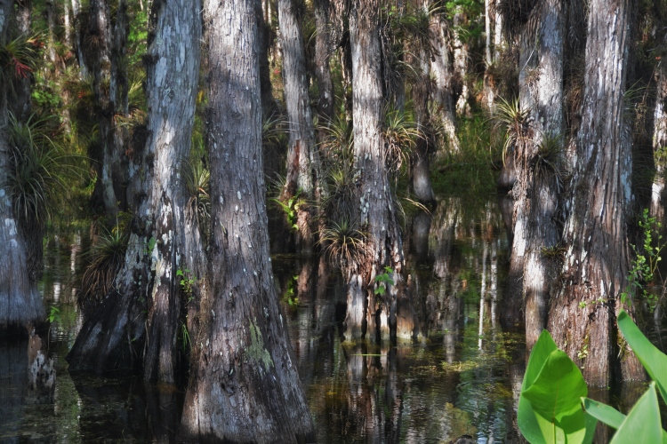 bromeliades on cypress trees